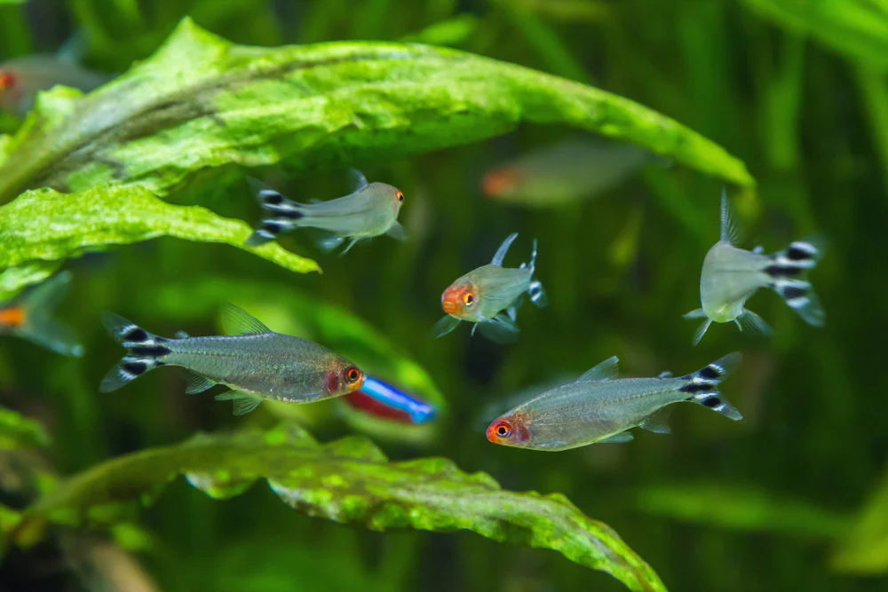 Rummynose Tetra