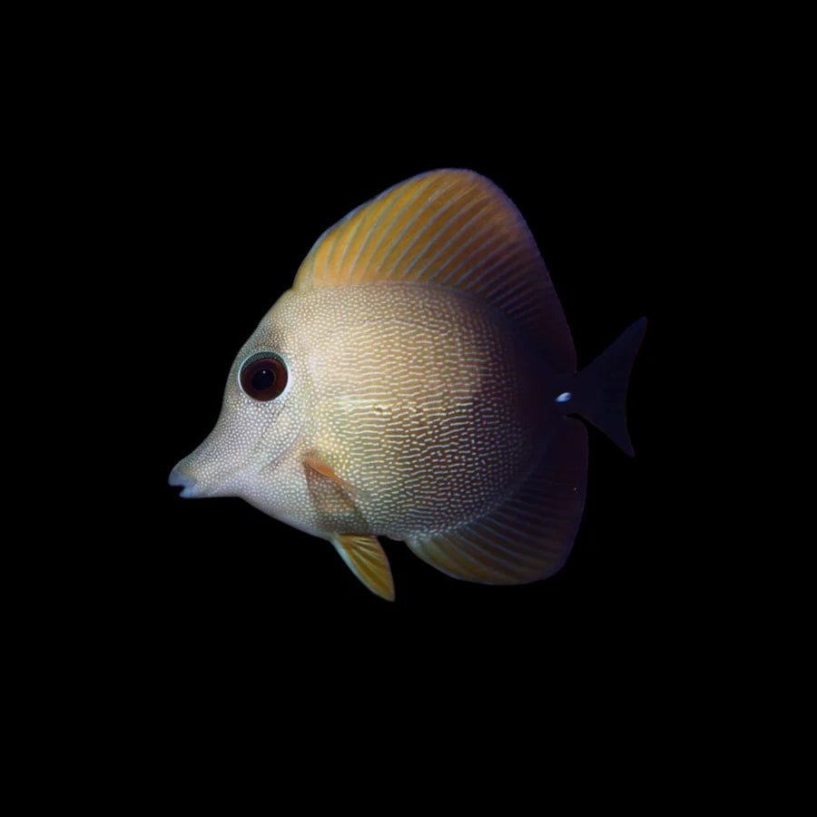 Scopas Tang