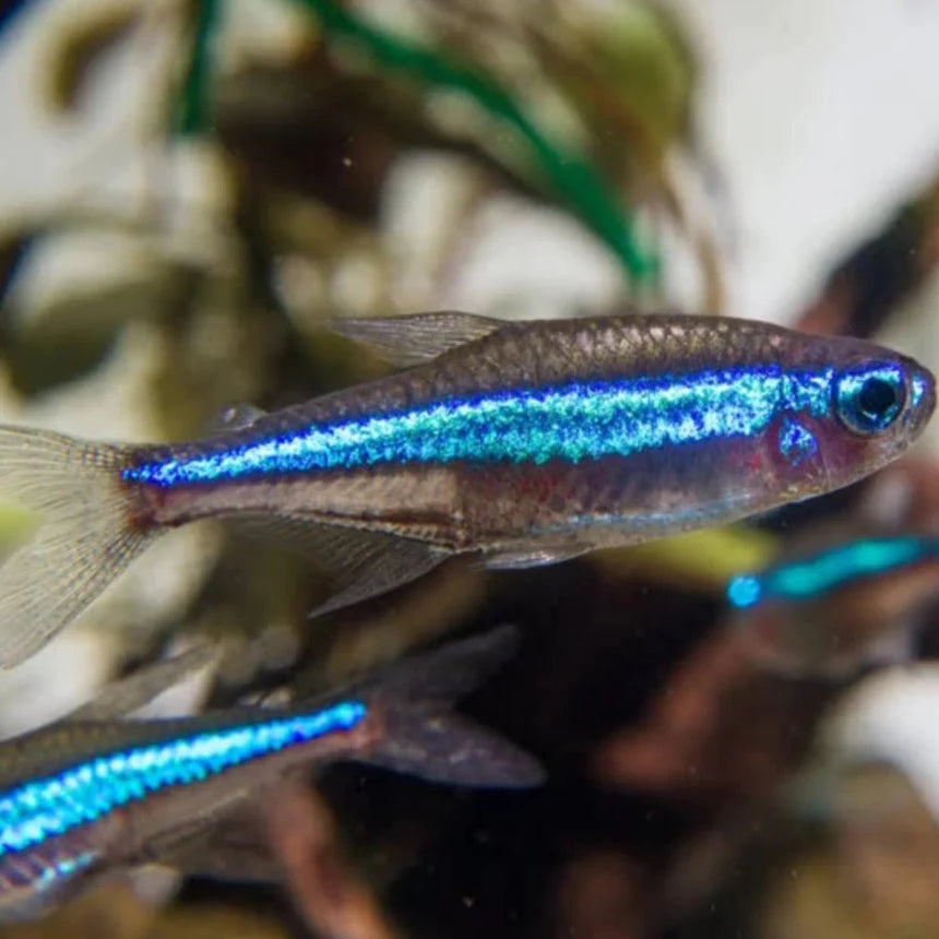 Green Neon Tetra