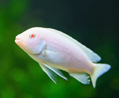 Snow White Cichlid (Small)