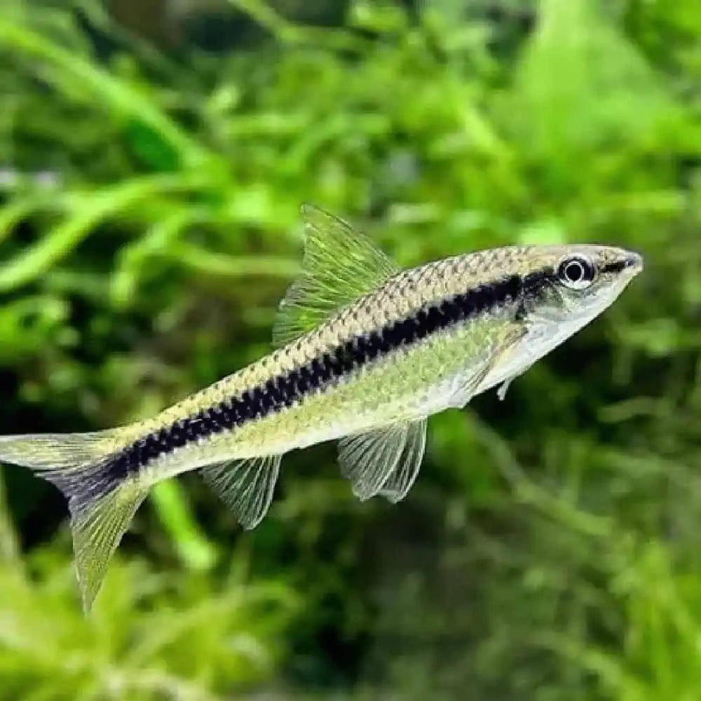 A Siamese Algae Eater fish with a black stripe down the middle of it's body swimming in an aquarium with greenery in the background.