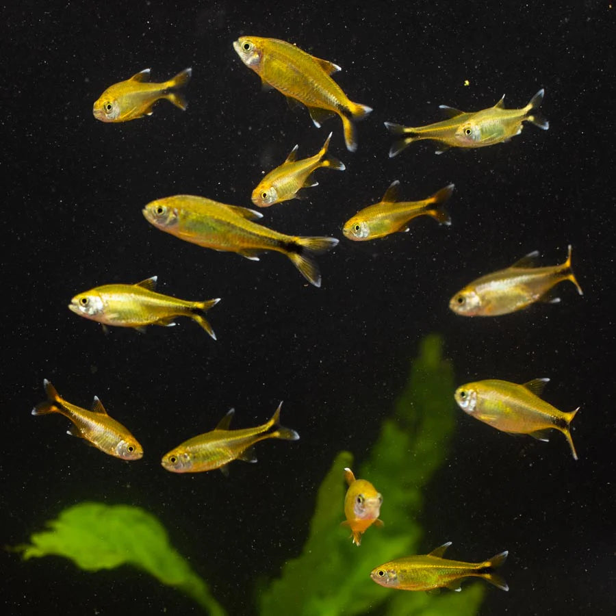 Silvertip Tetra