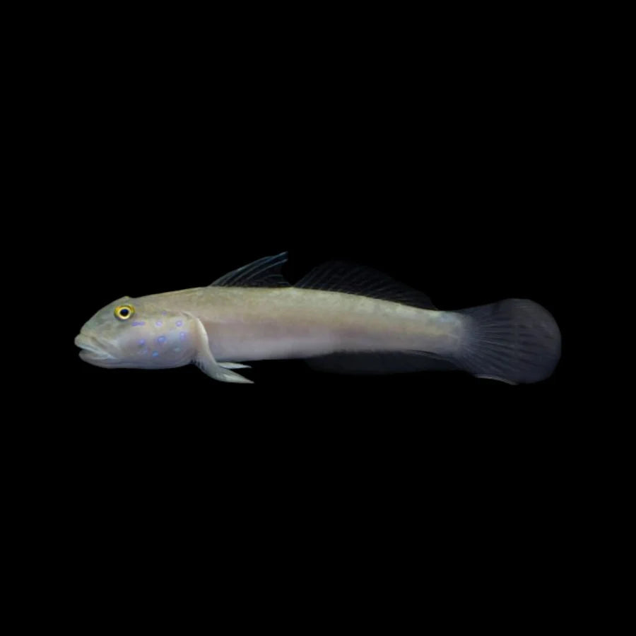 Sixspot Sleeper Goby