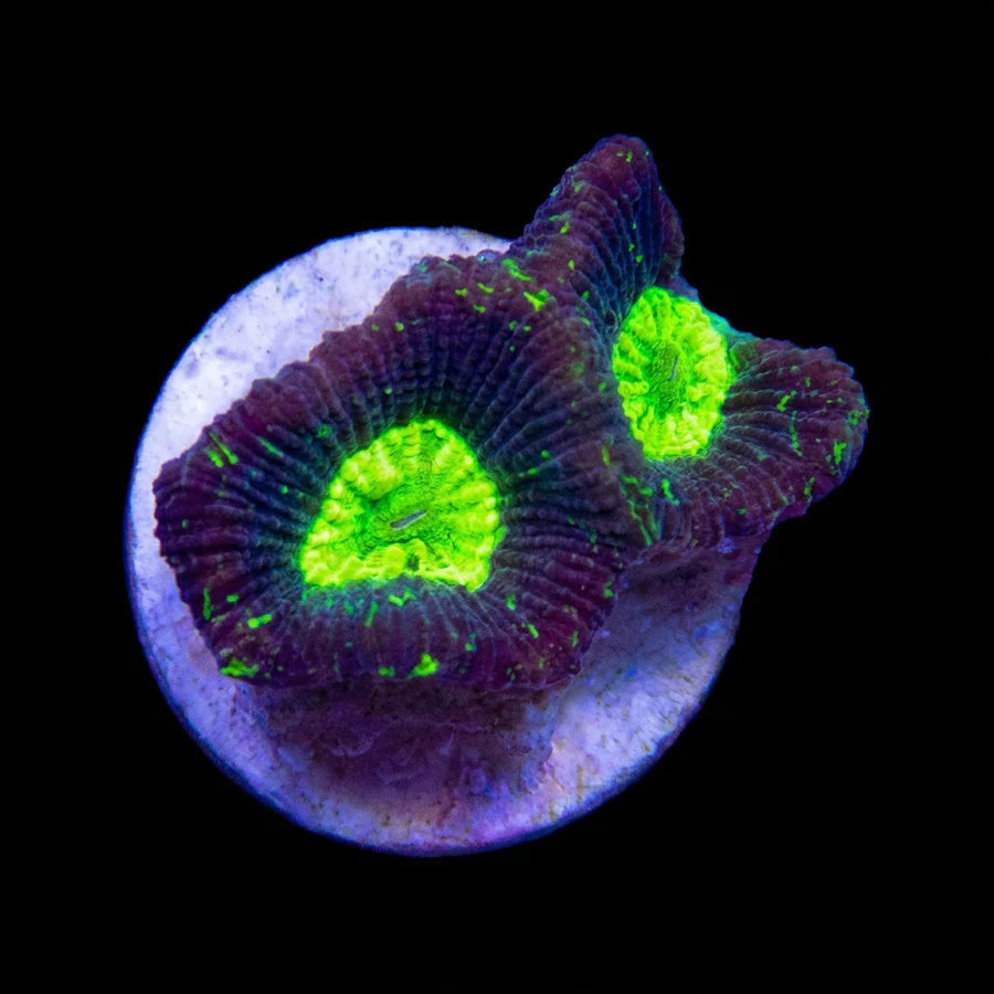 Splattered Toxic Eye Goniastrea Fragment