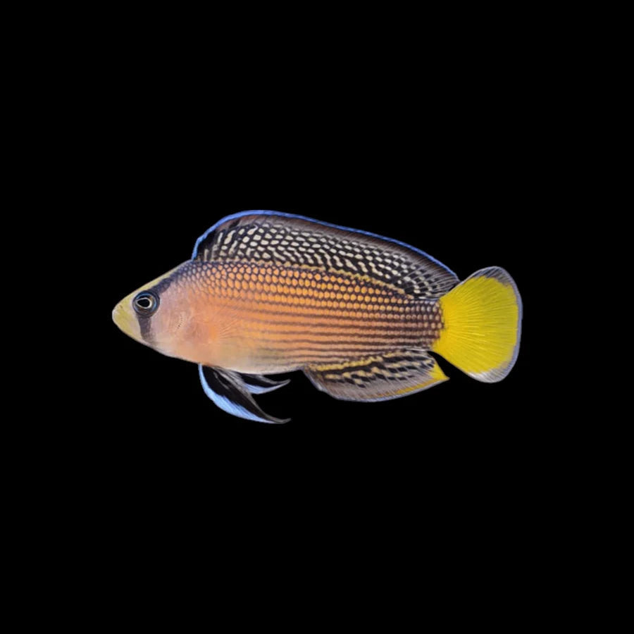 Splendid Dottyback