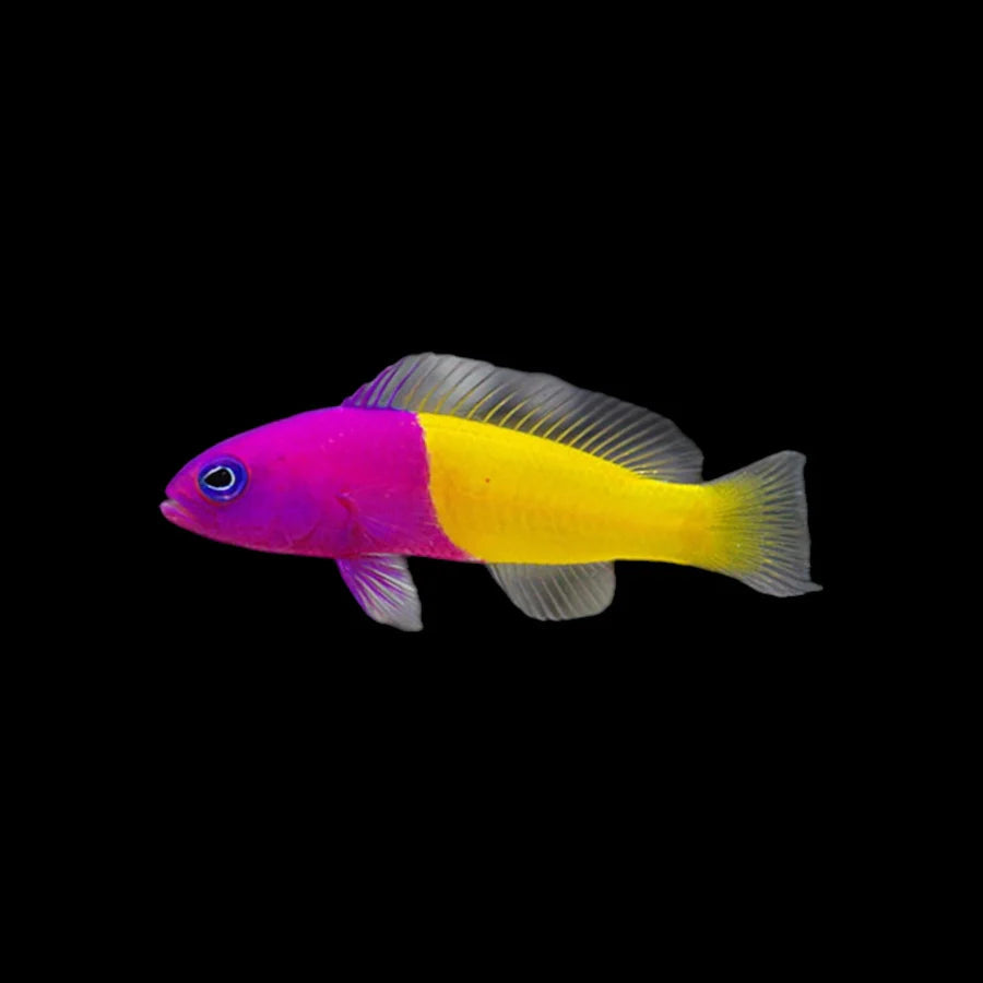 Royal Dottyback