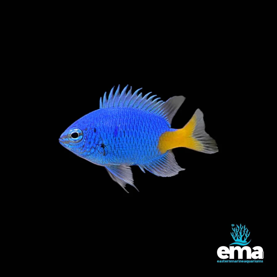Yellowtail Blue Damsel