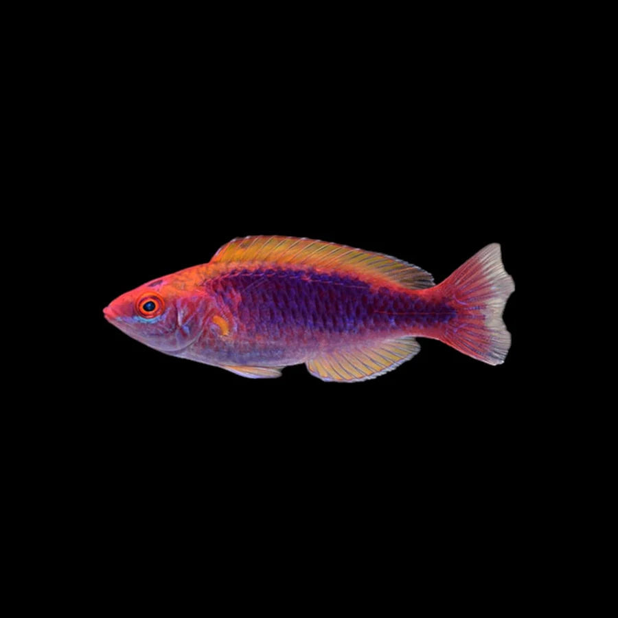 Multicolor Lubbock's Fairy Wrasse