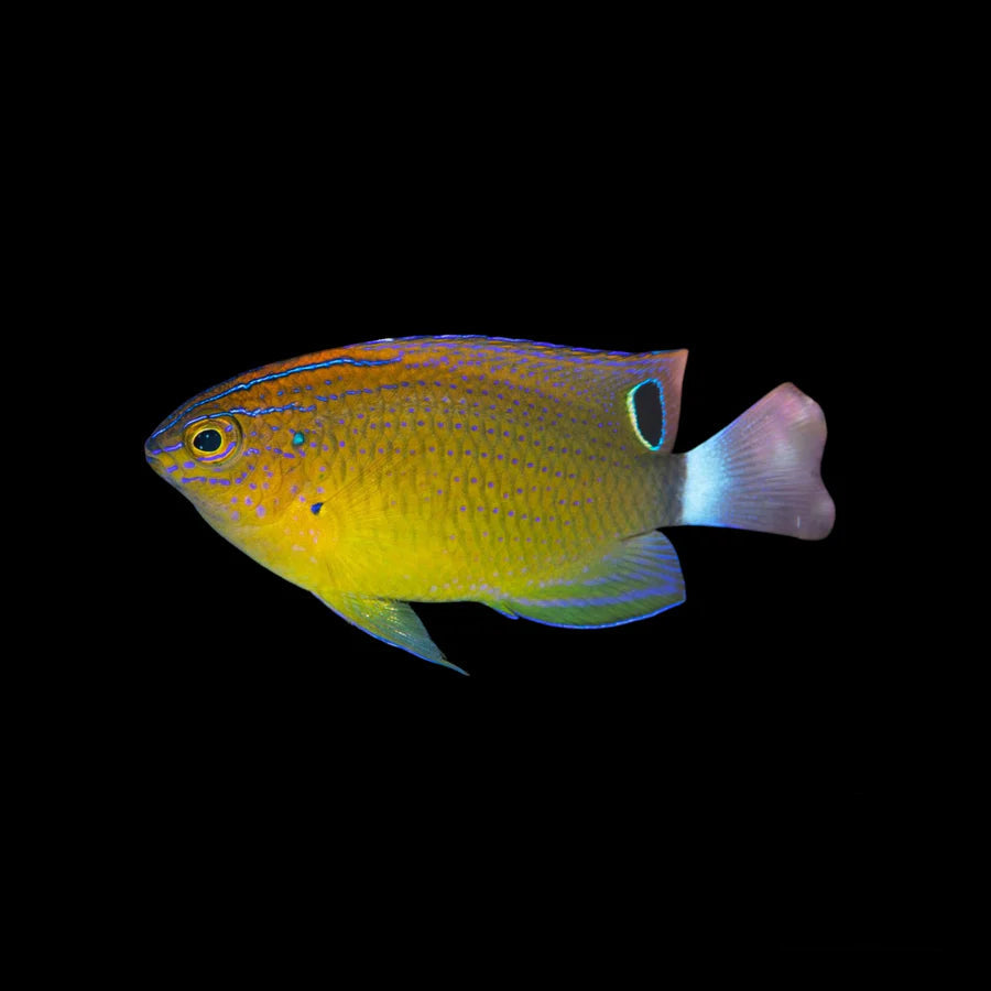 Speckled Damsel