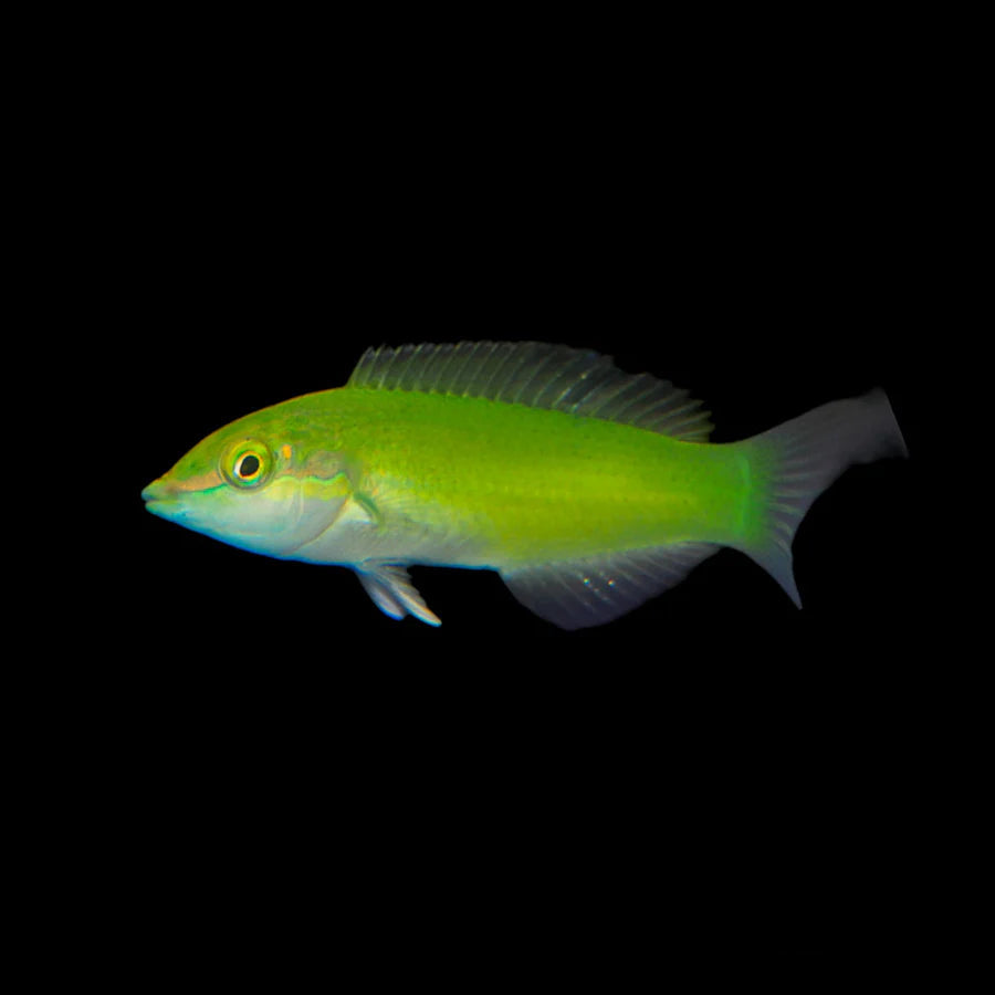 Green Wrasse
