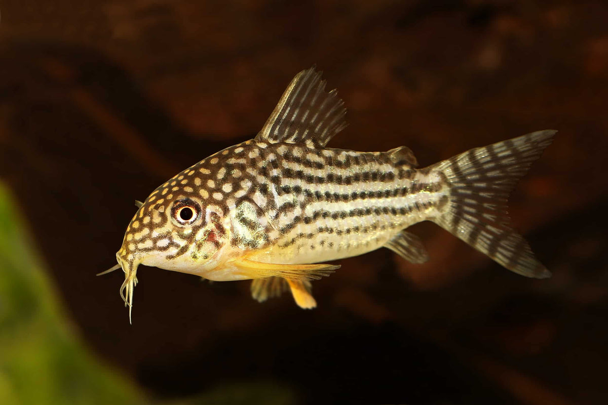 Sterbai Corydora