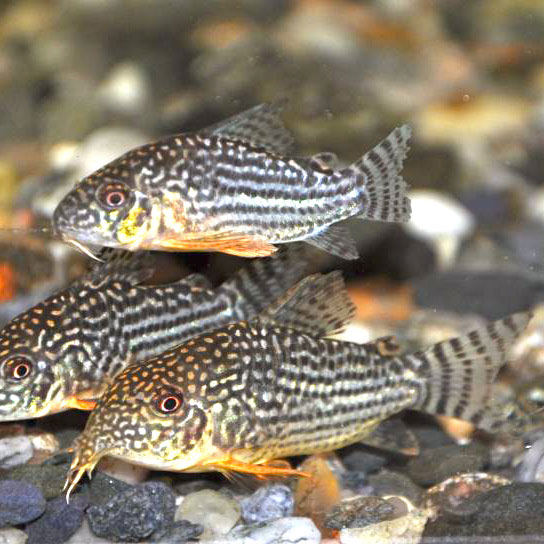 Sterbai Corydora