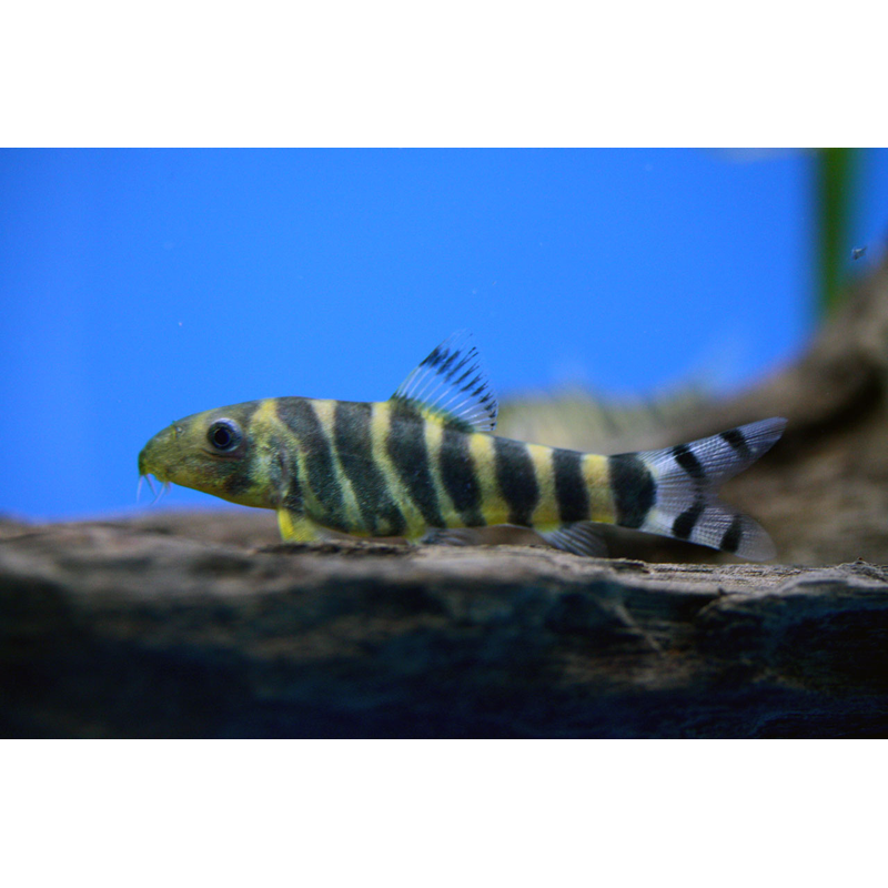 A black and yellow striped Loach with a white and black stripped tail sitting on a rock with a blue background