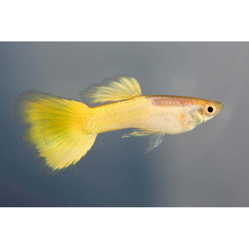 Yellow guppy with pale gold body and flowing translucent fins swimming against soft neutral aquarium background