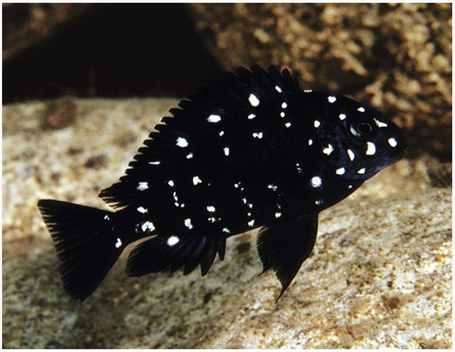 Tropheus Duboisi