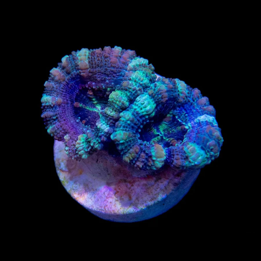 Teal & Blue Acan Lord