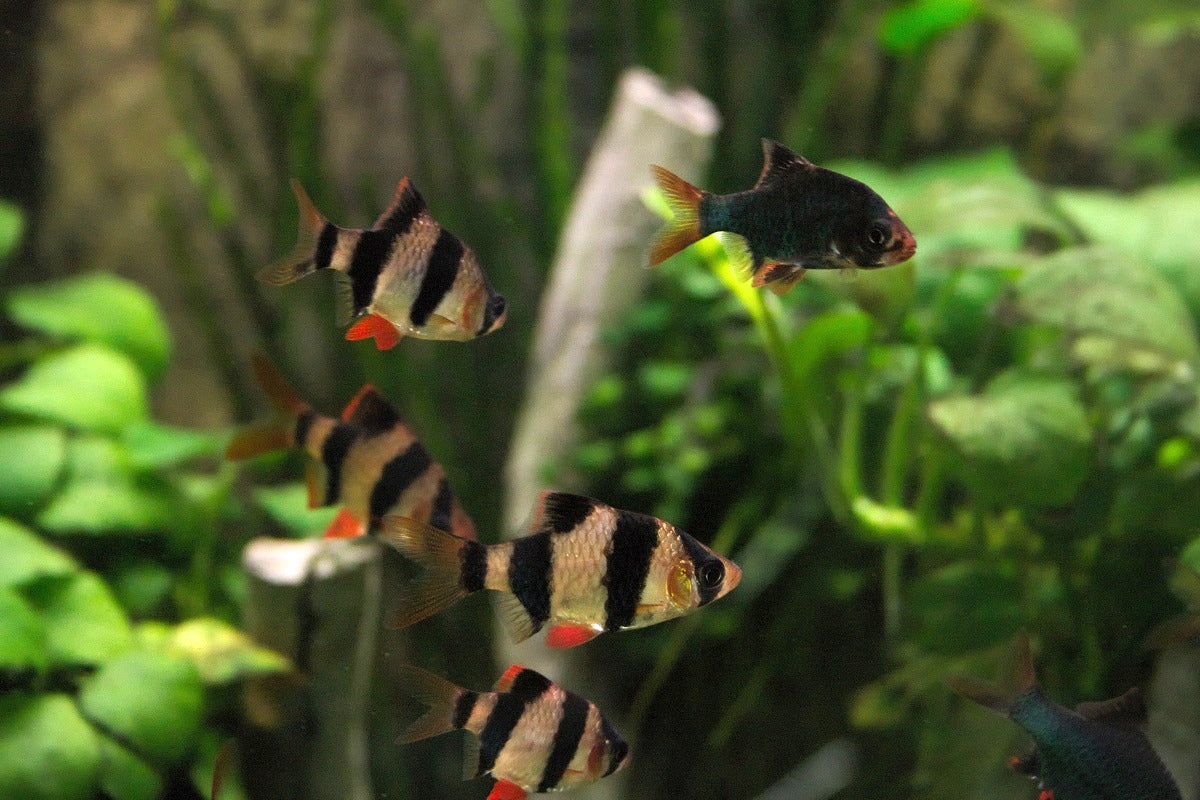 Tiger Barb
