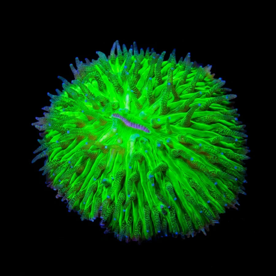 Toxic Green Small Dome Fungia