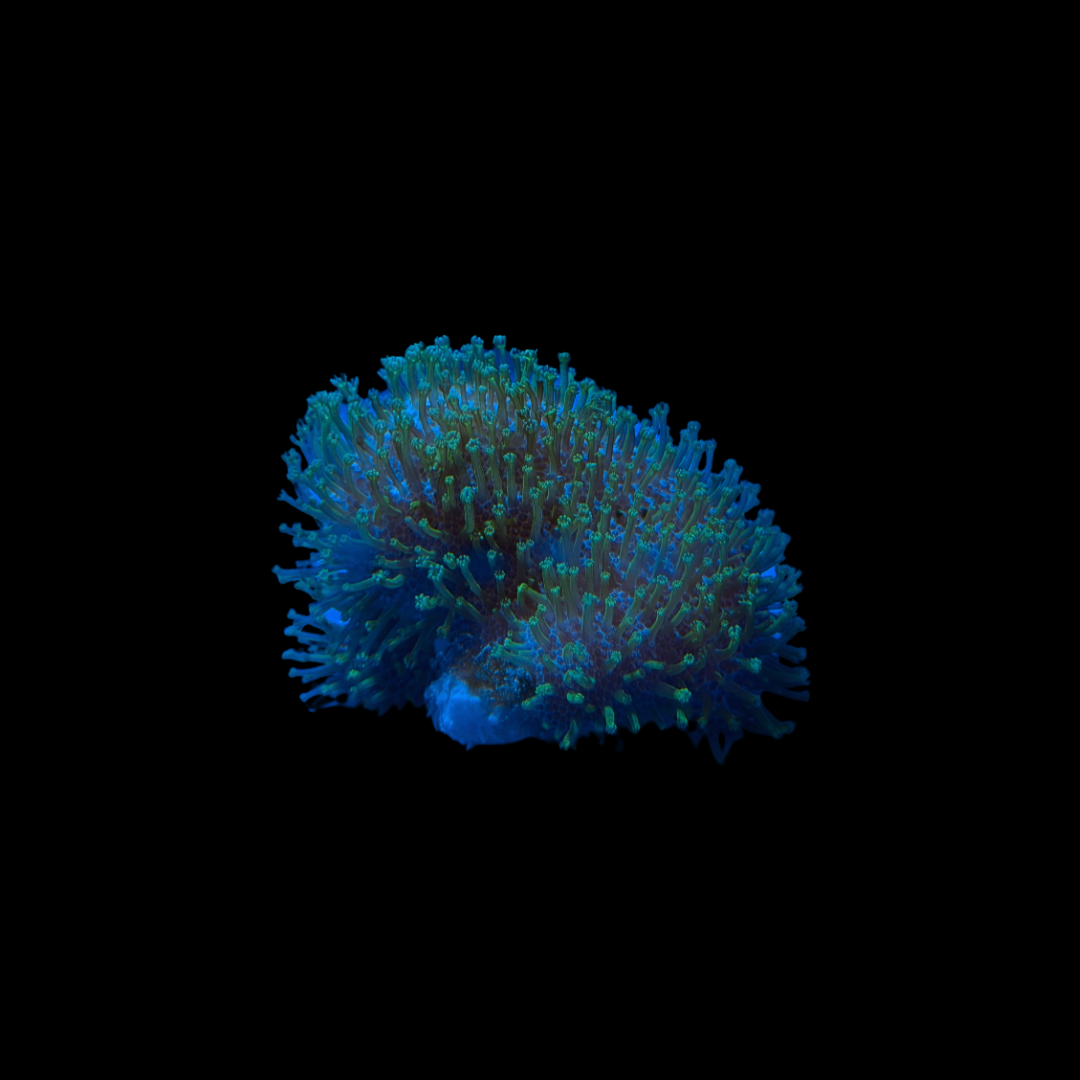 Neon Green Long Tentacle Toadstool Frag