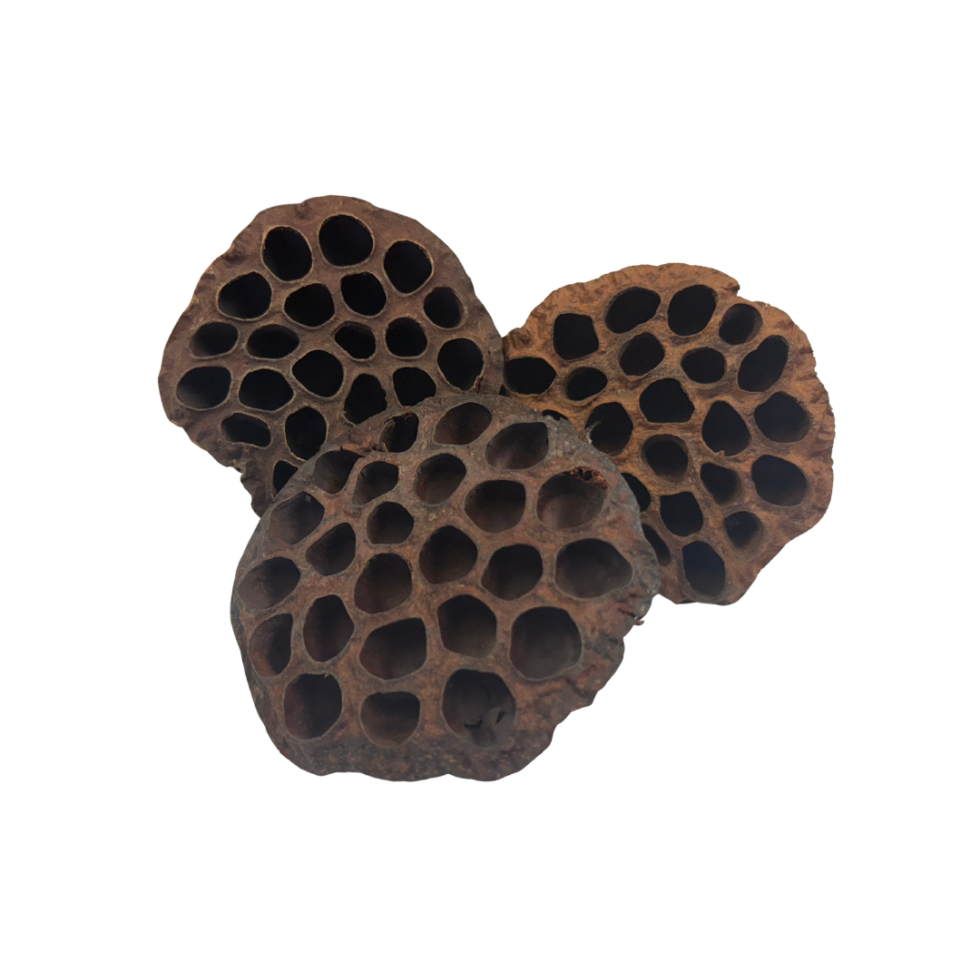 Dried Lotus Pod Auqarium Botanical 