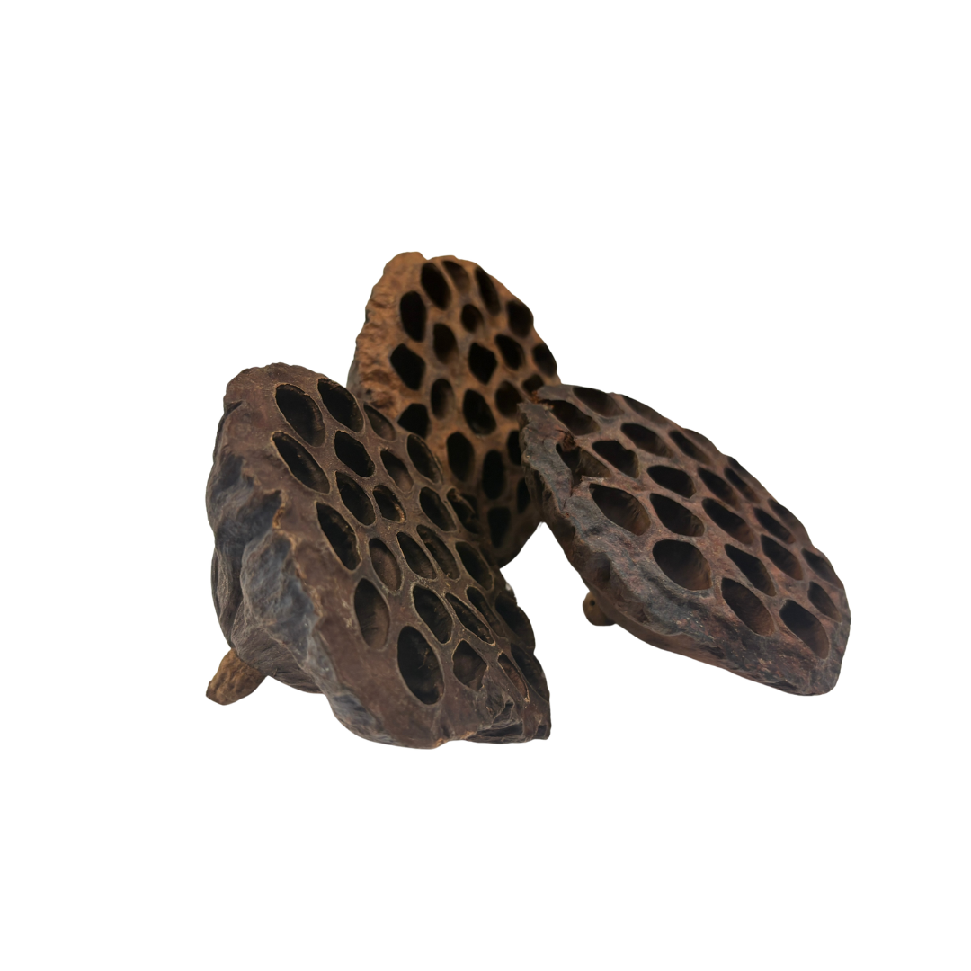 Lotus Pod for Blackwater