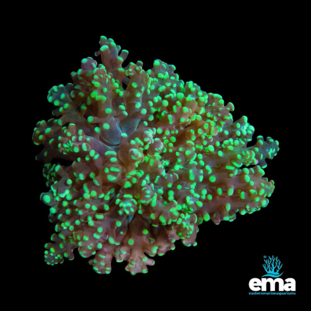 Green Frogspawn Branching
