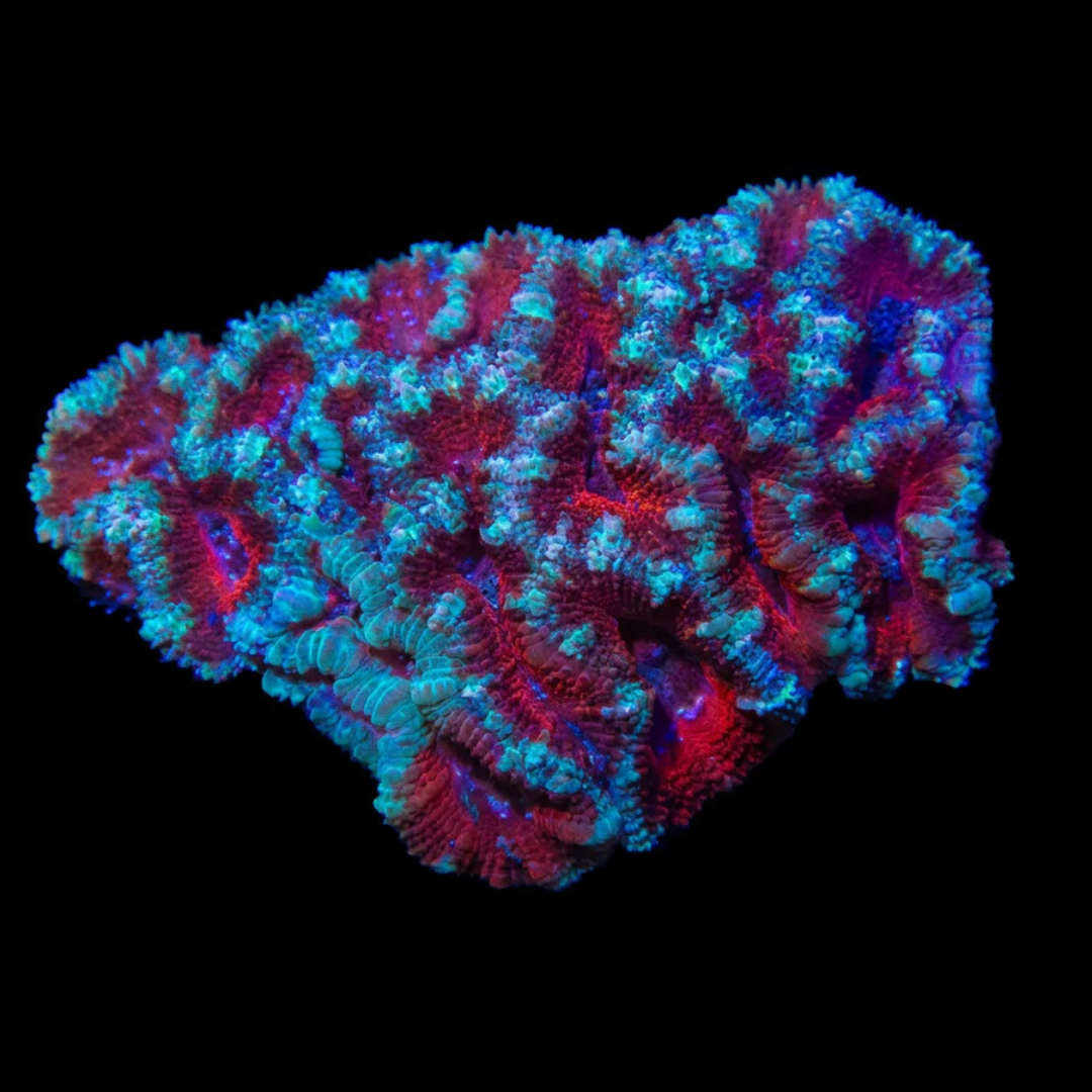 Red & Green Acan Lord Colony