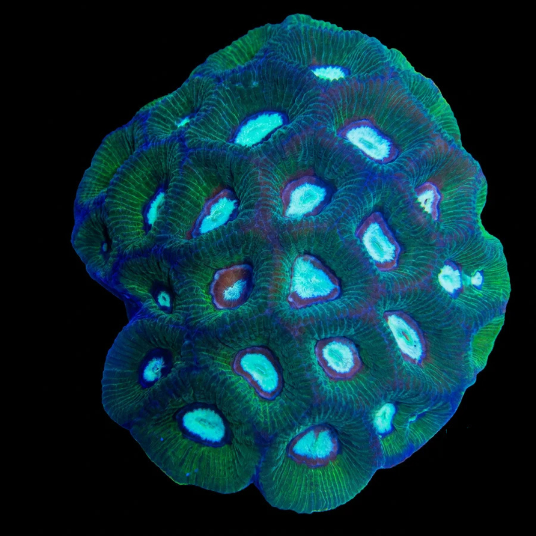 Goniastrea