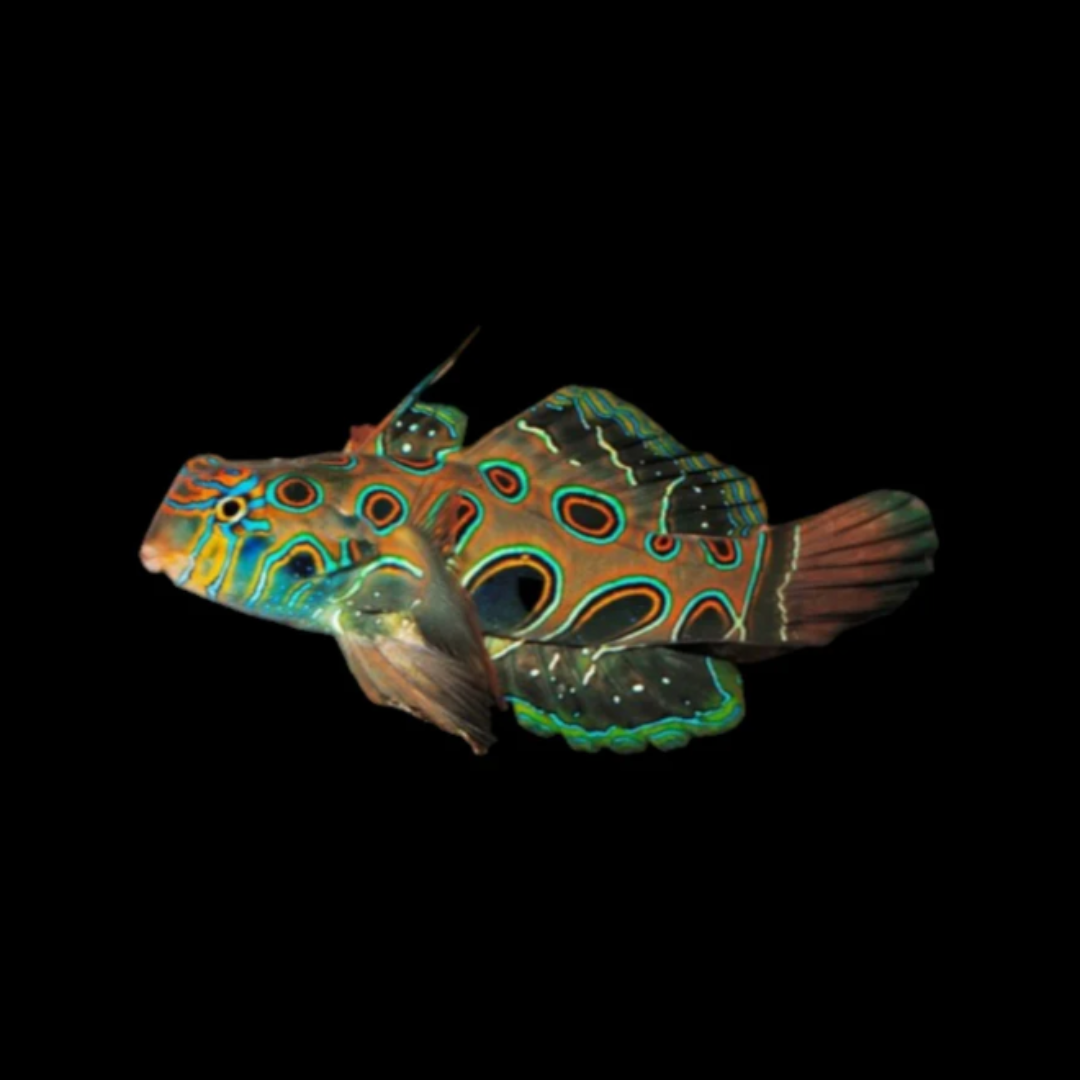Psychedelic Mandarin