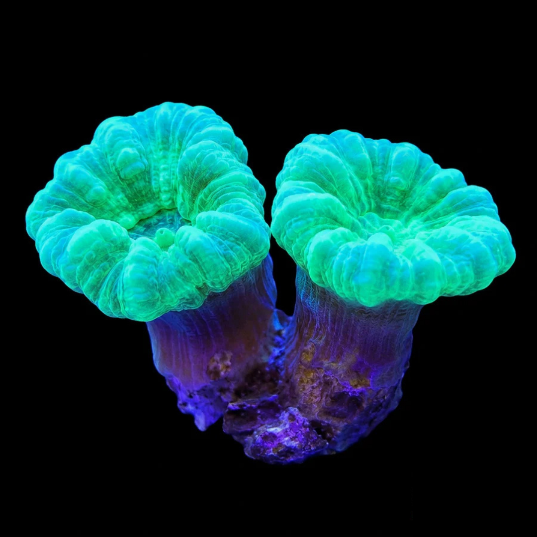 Green Candy Cane Coral Fragment