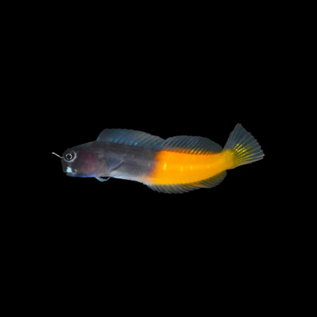 Bicolour Blenny