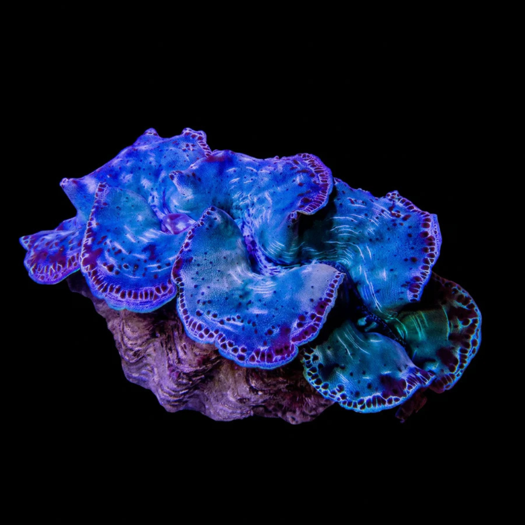 Blue Maxima Clam Large