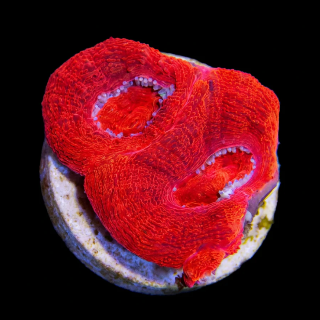 Dark Red Bowerbanki