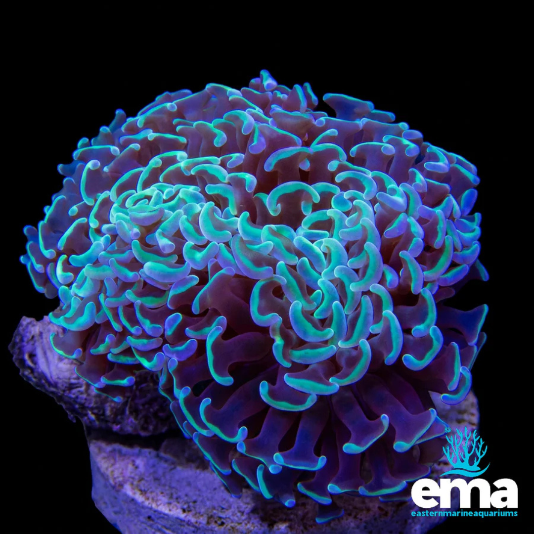 Metallic Green Hammer Coral