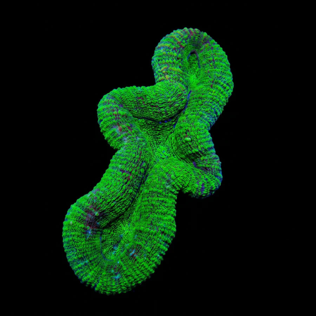 Neon Green Lobophyllia
