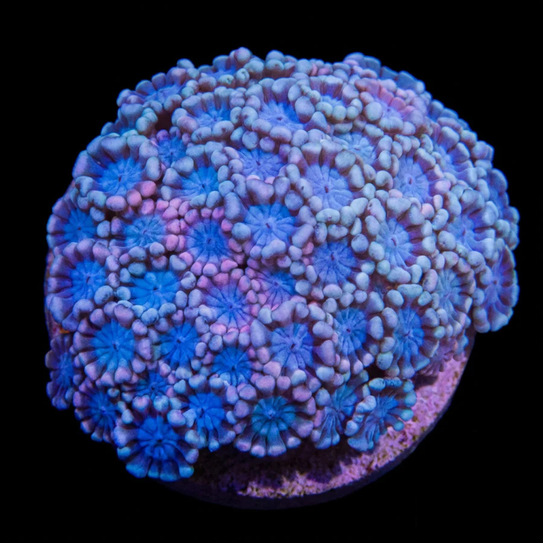 Rainbow Alveopora Fragment