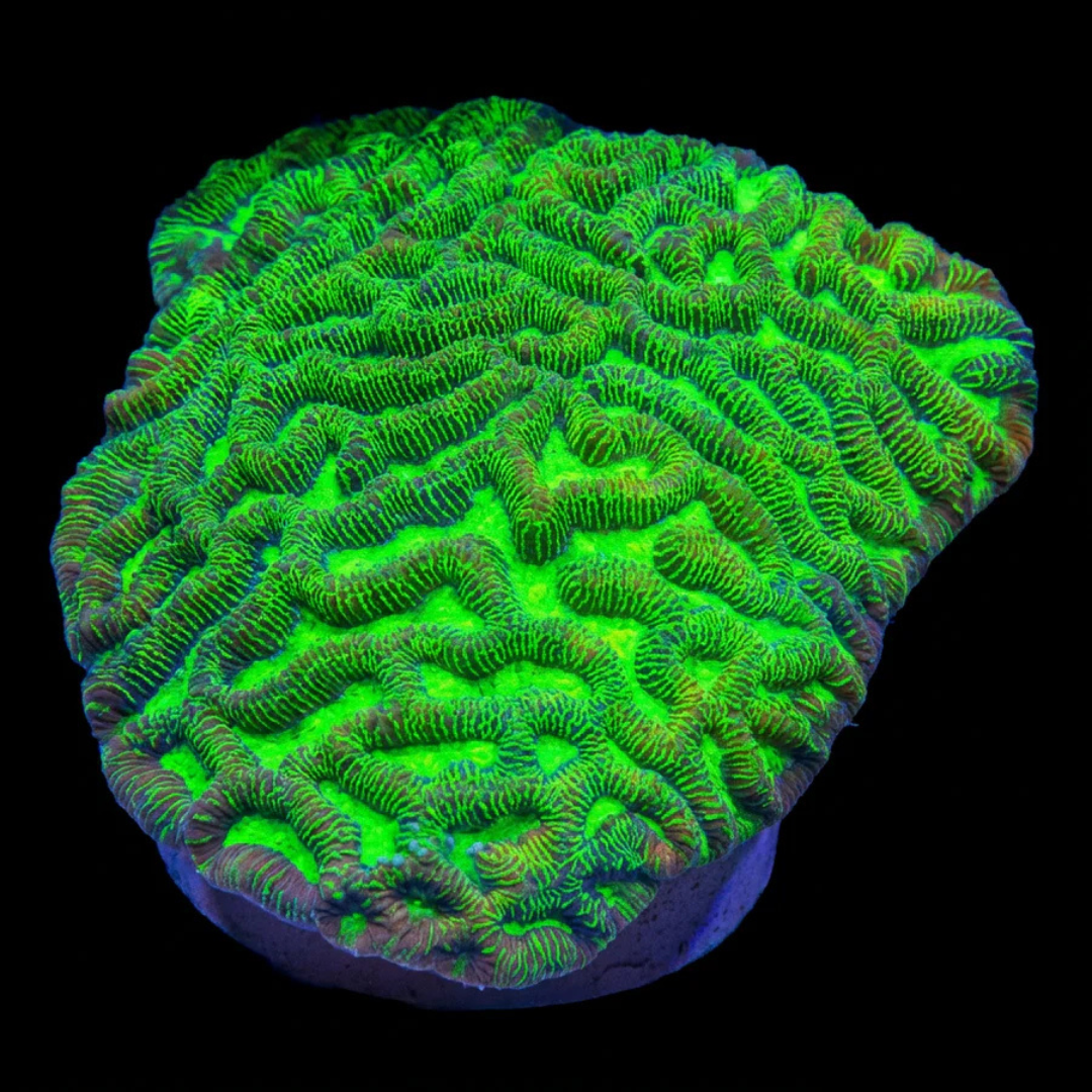 Toxic Green Platygyra Brain