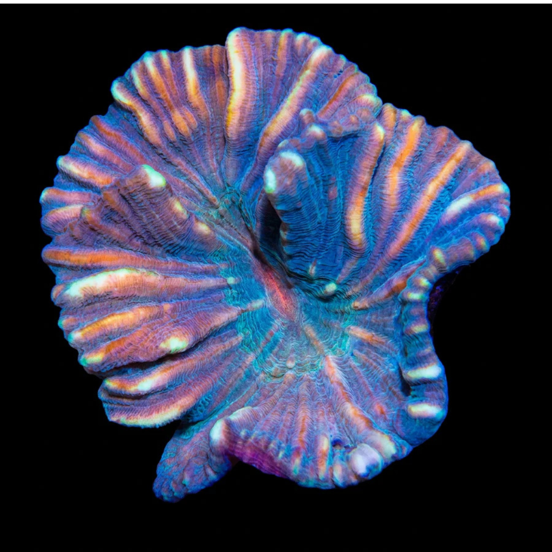 Red Eye Pectinia Coral