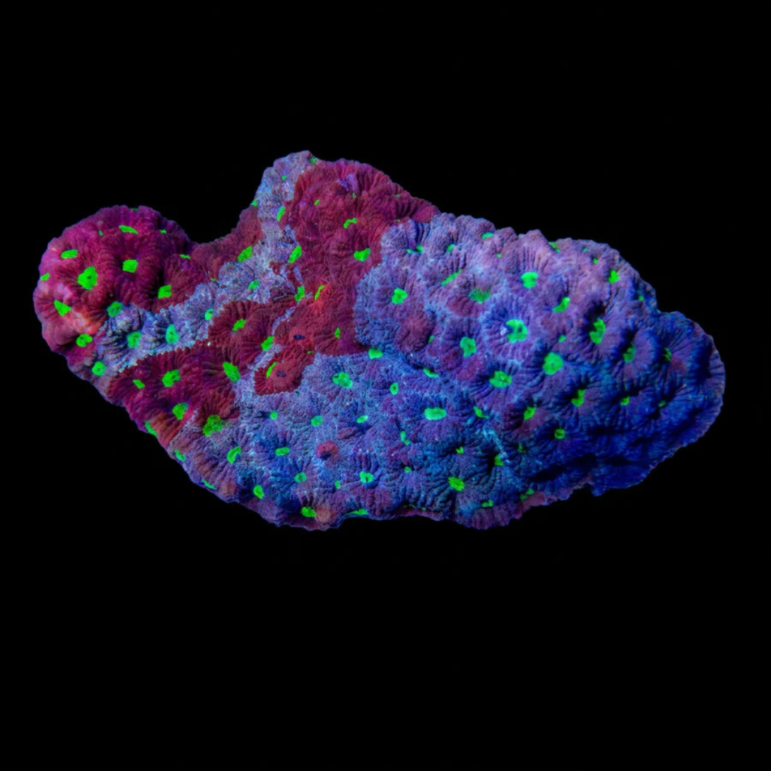 War Coral