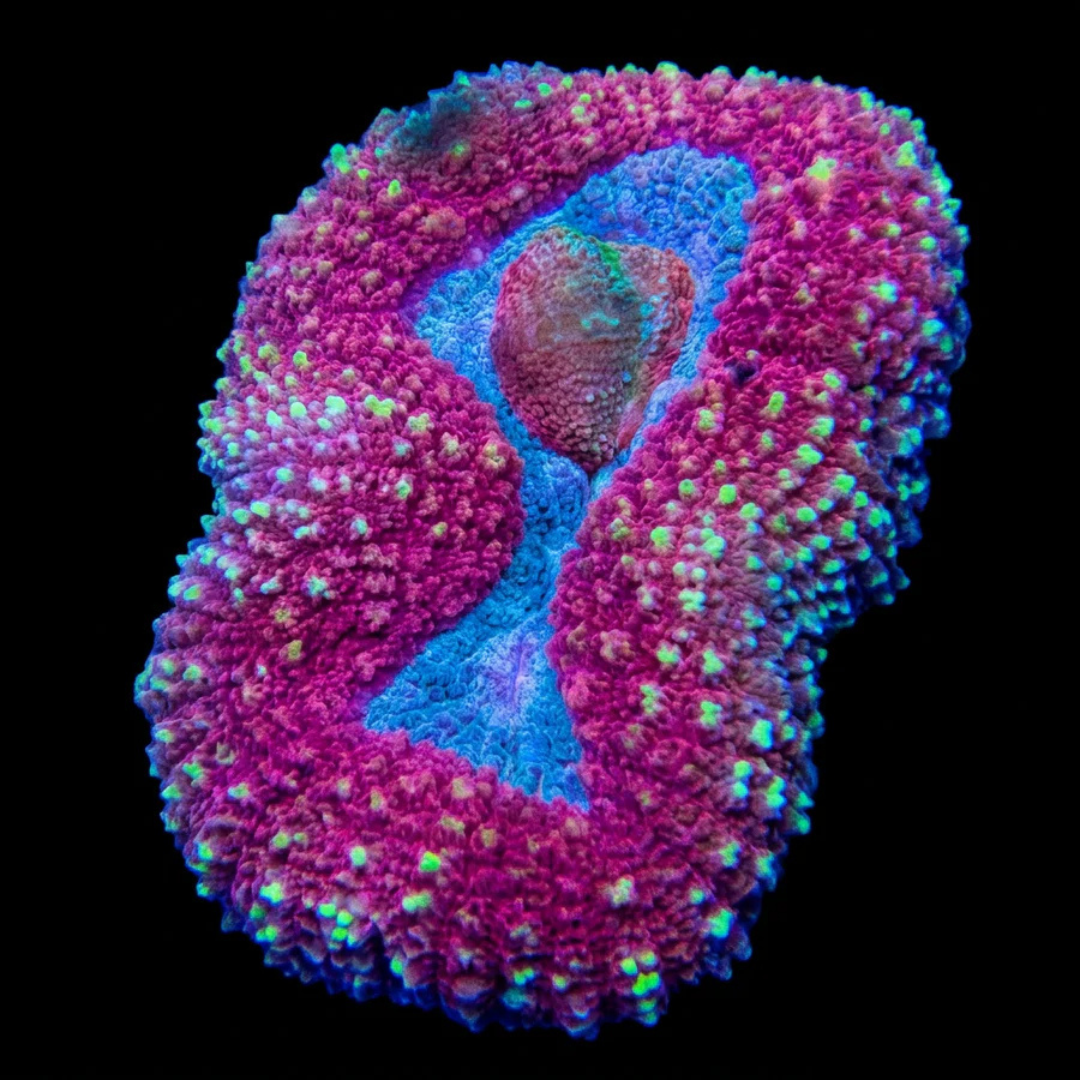 Red Lobophyllia