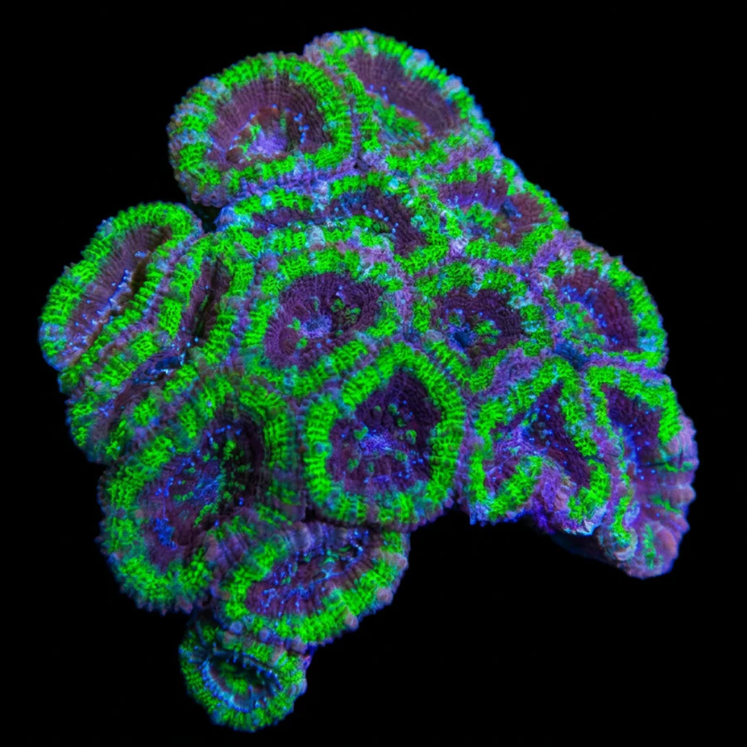 Green Acan Lord