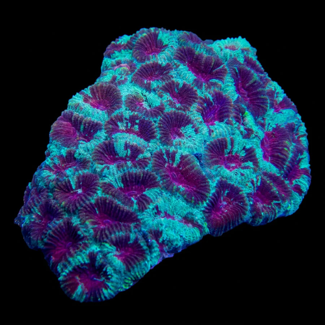 Red and Teal Favia