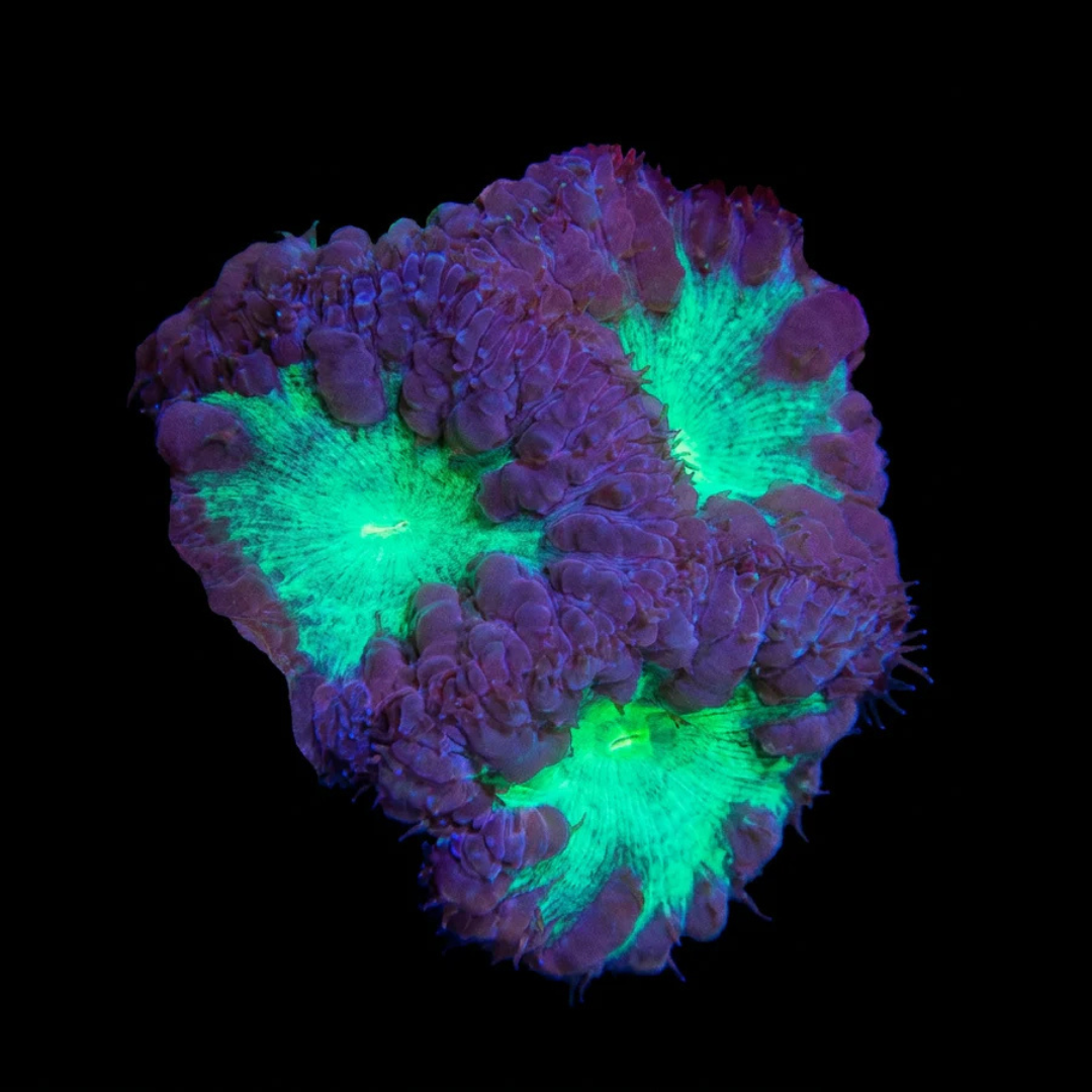 Purple Blasto Fragment
