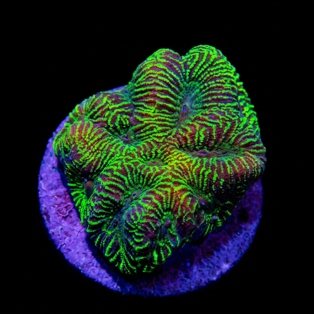 Toxic Green Maze Fragment