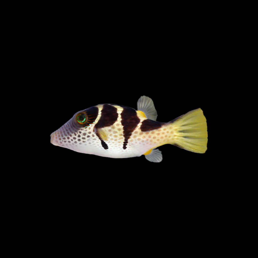 Saddle Valentini Puffer