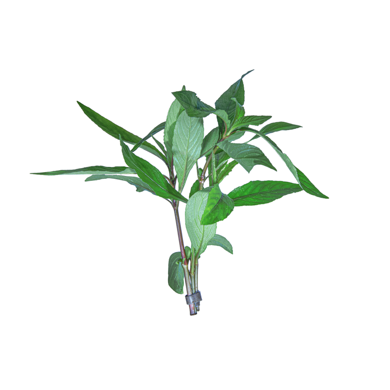 Blue Hygrophila