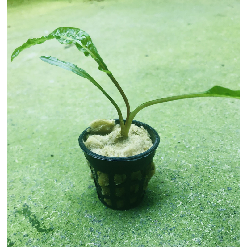 Cryptocoryne Balansae