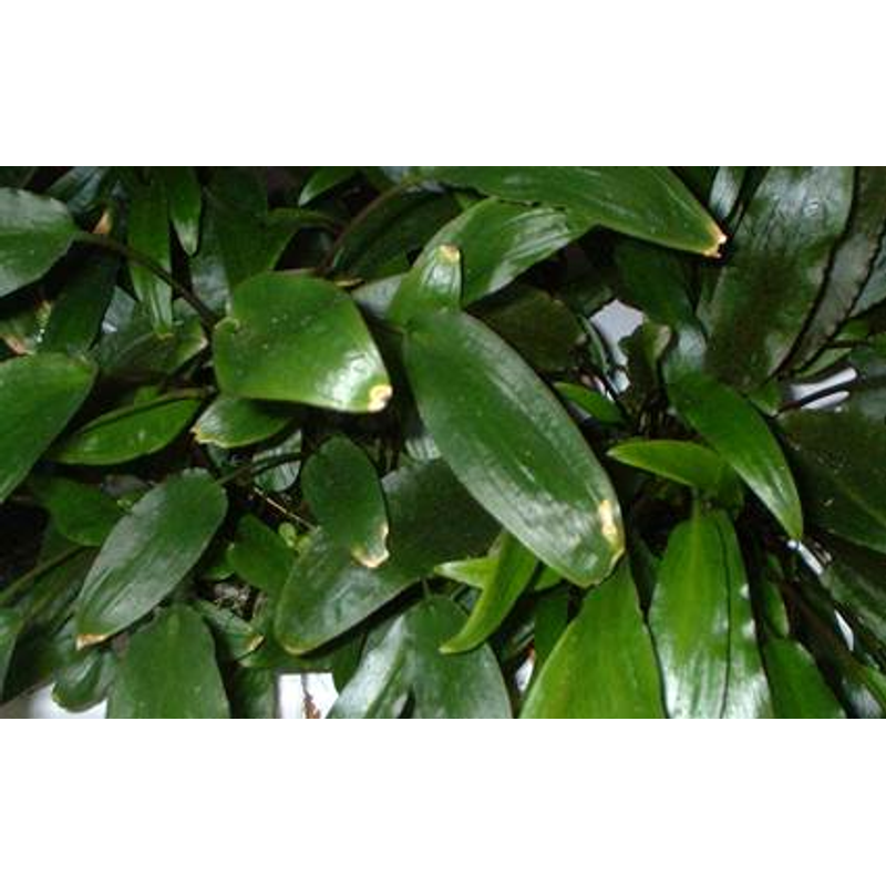 Cryptocoryne Willisii