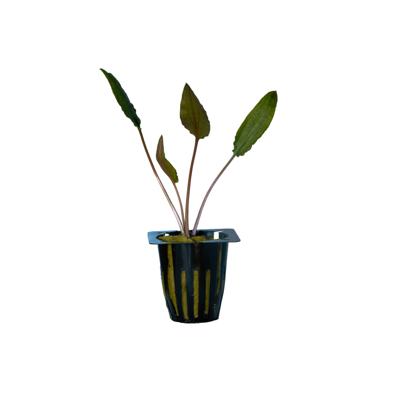 Cryptocoryne Petchii