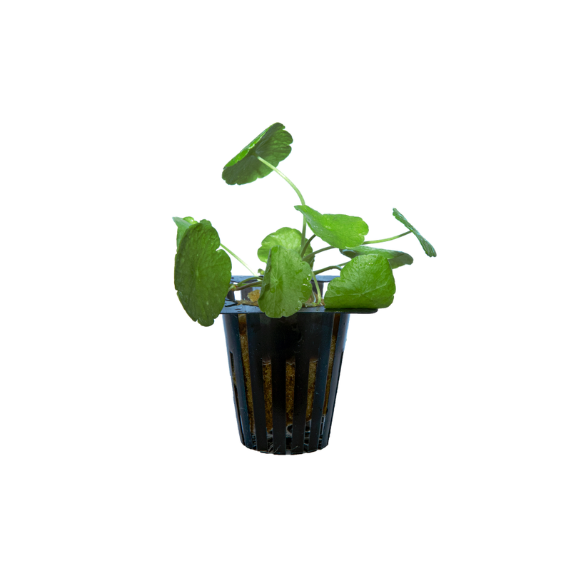 Penny Wort